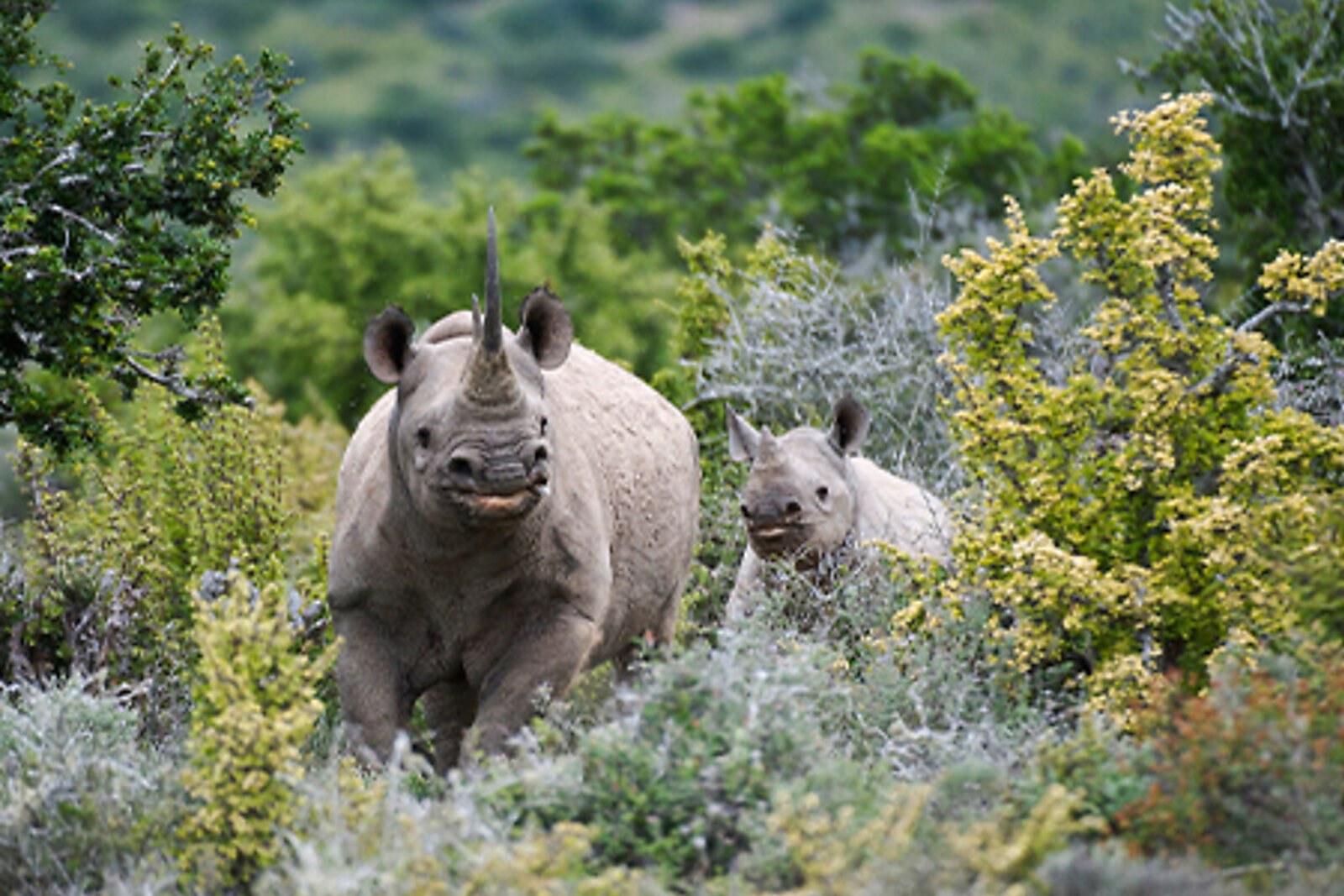 Black rhino and calf at Kwandwe Private Game Reserve