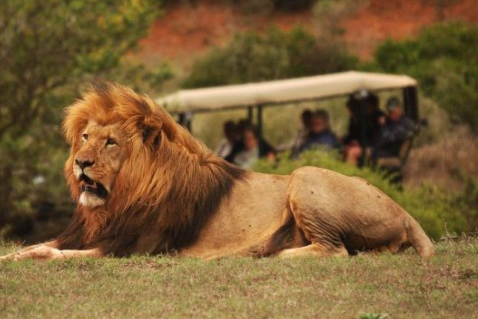 Lion beside a game drive vehicle at Schotia Safaris