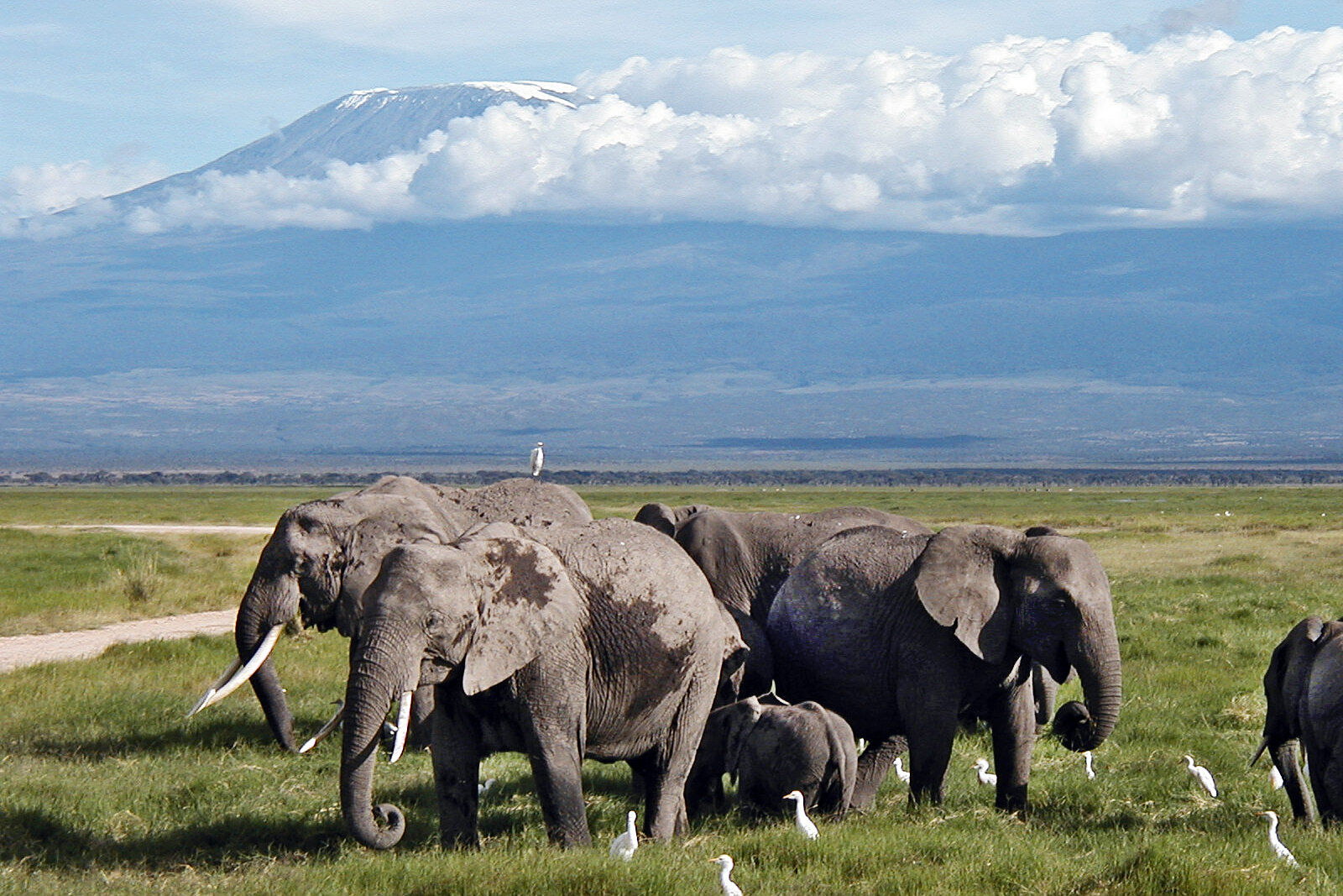 An elephant herd grazing on the Serengeti plains beneath a distant peak