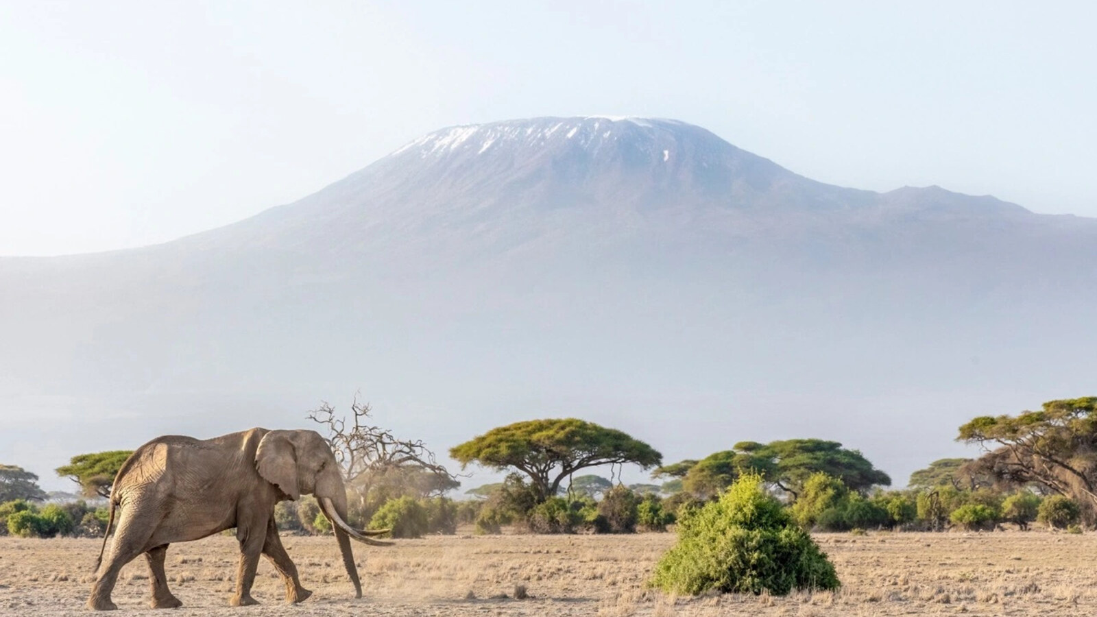 Elephants walking beneath Mount Kilimanjaro at sunrise — Amboseli National Park