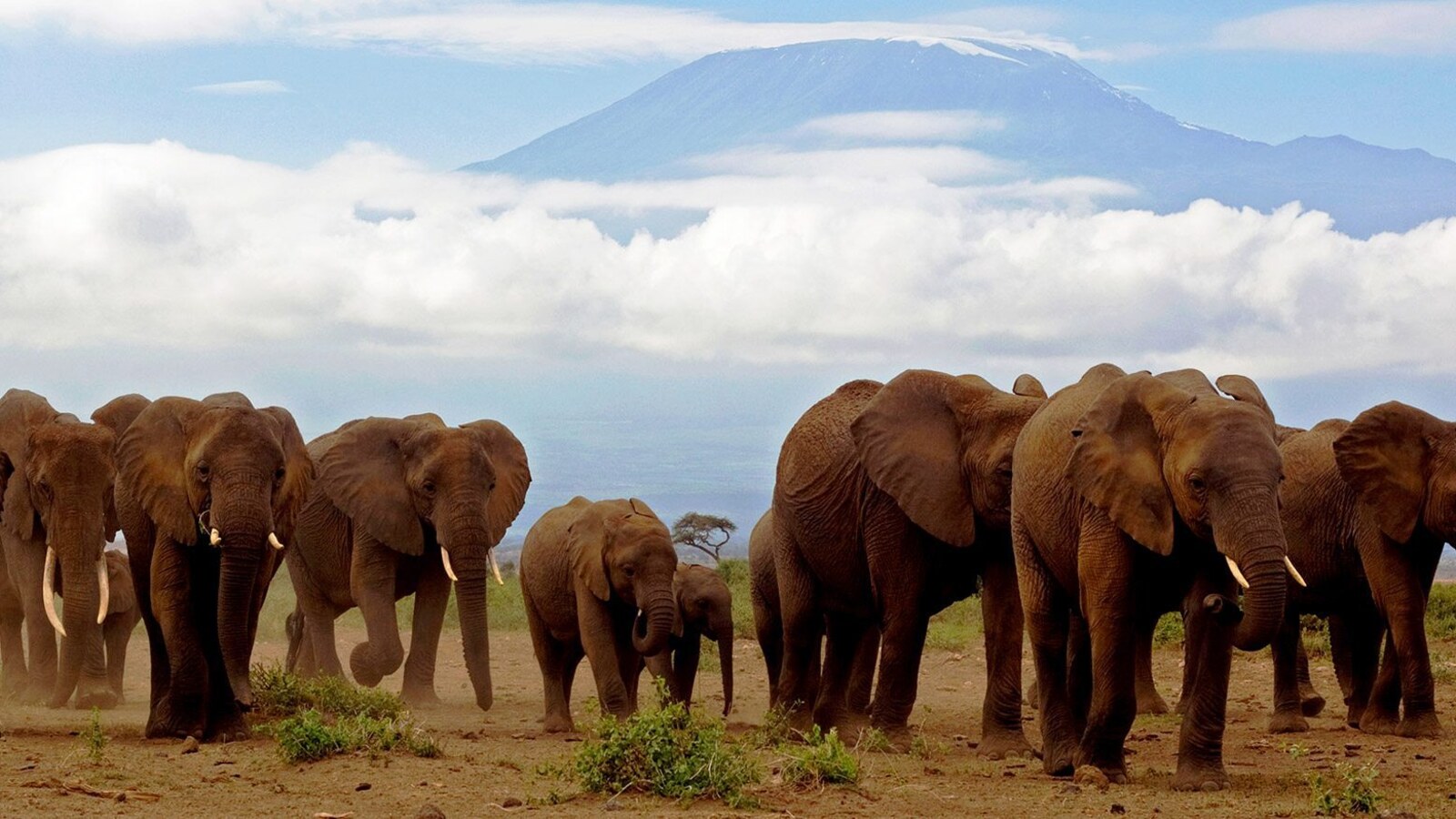 Amboseli elephant herd at sunset with Mount Kilimanjaro in the background