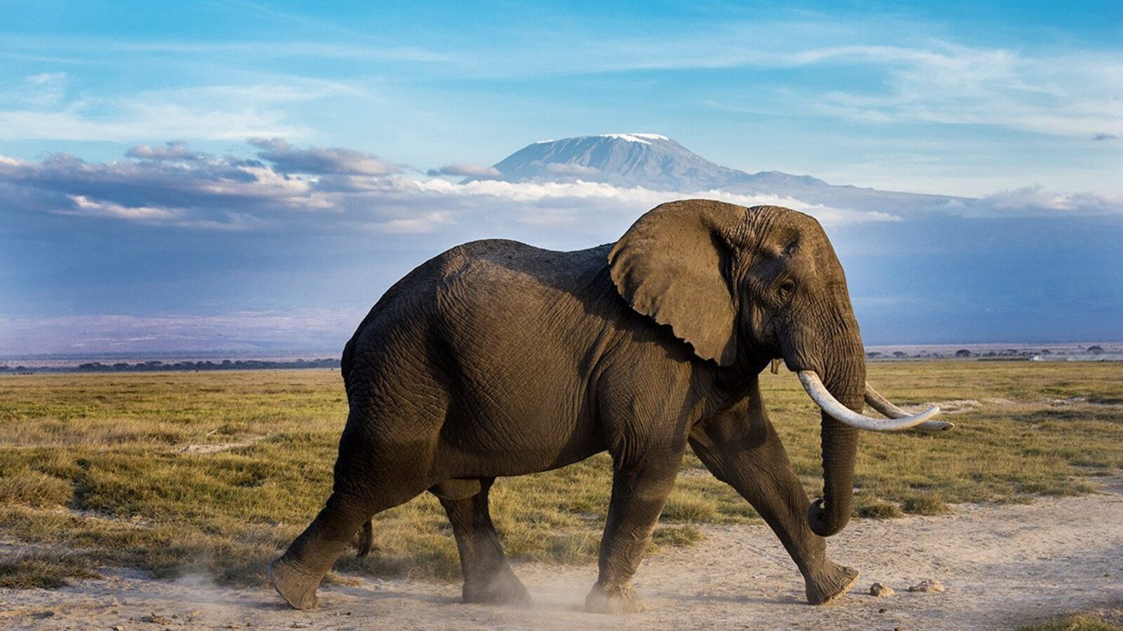 Bush breakfast setup with Mount Kilimanjaro and elephants in the background