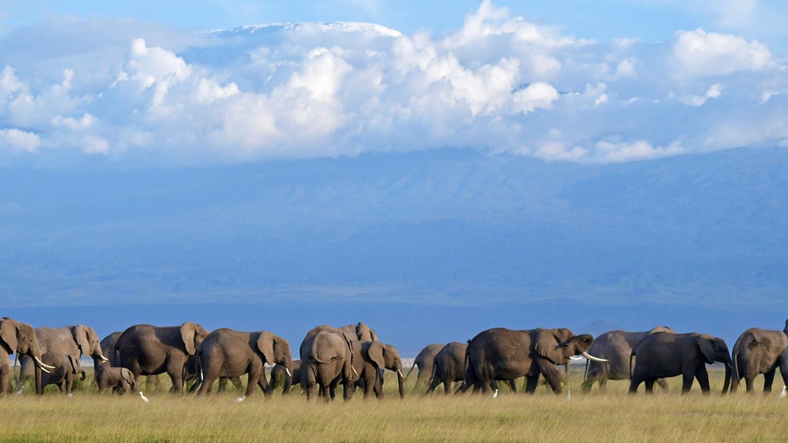Elephant herd walking through Amboseli's acacia woodland