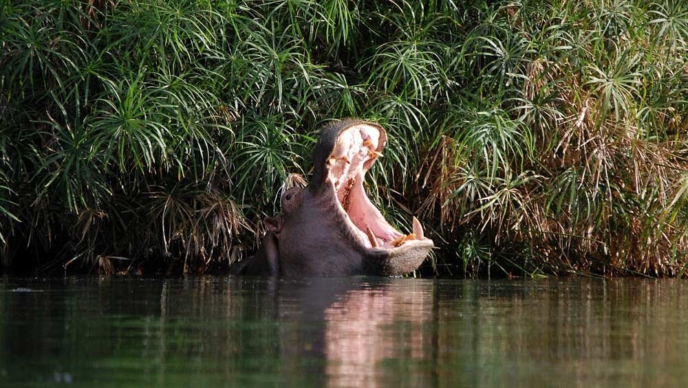 The clear pools of Mzima Springs in Tsavo West