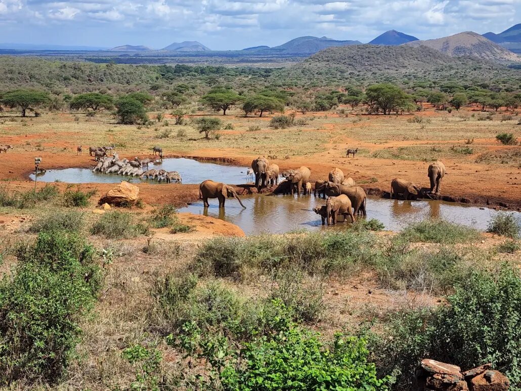 Elephants gathering at a waterhole in Tsavo West at dusk