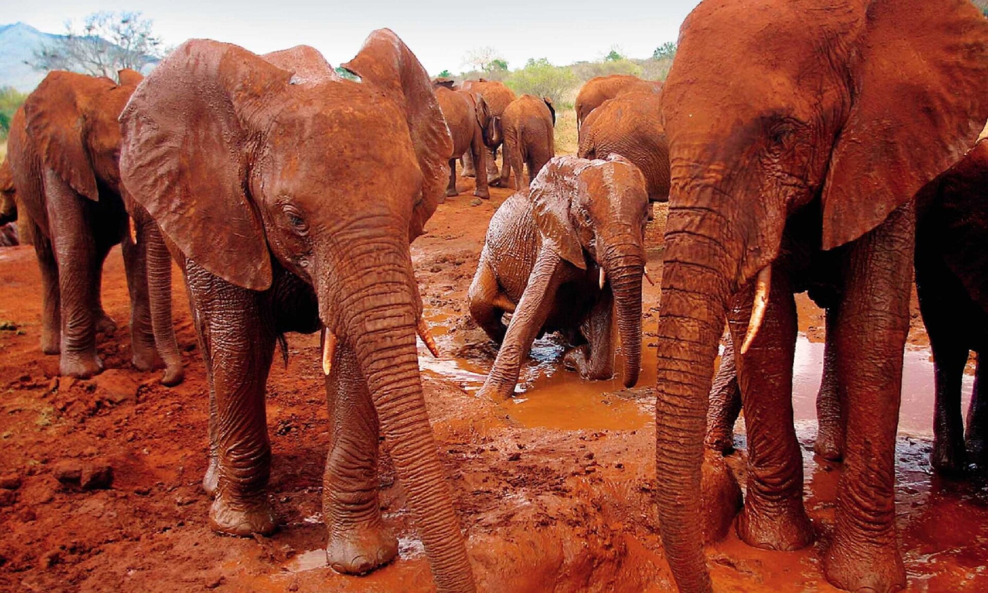 Wild landscape in Tsavo National Park