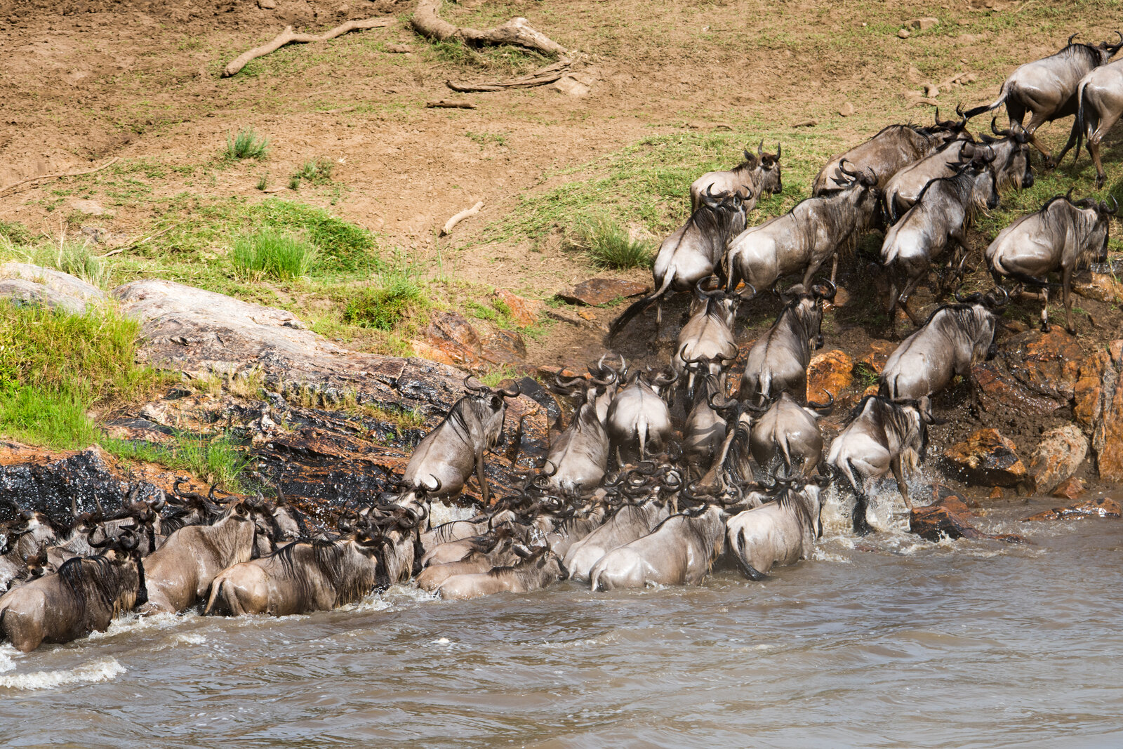 Wildebeest crossing the Mara River during the Great Migration