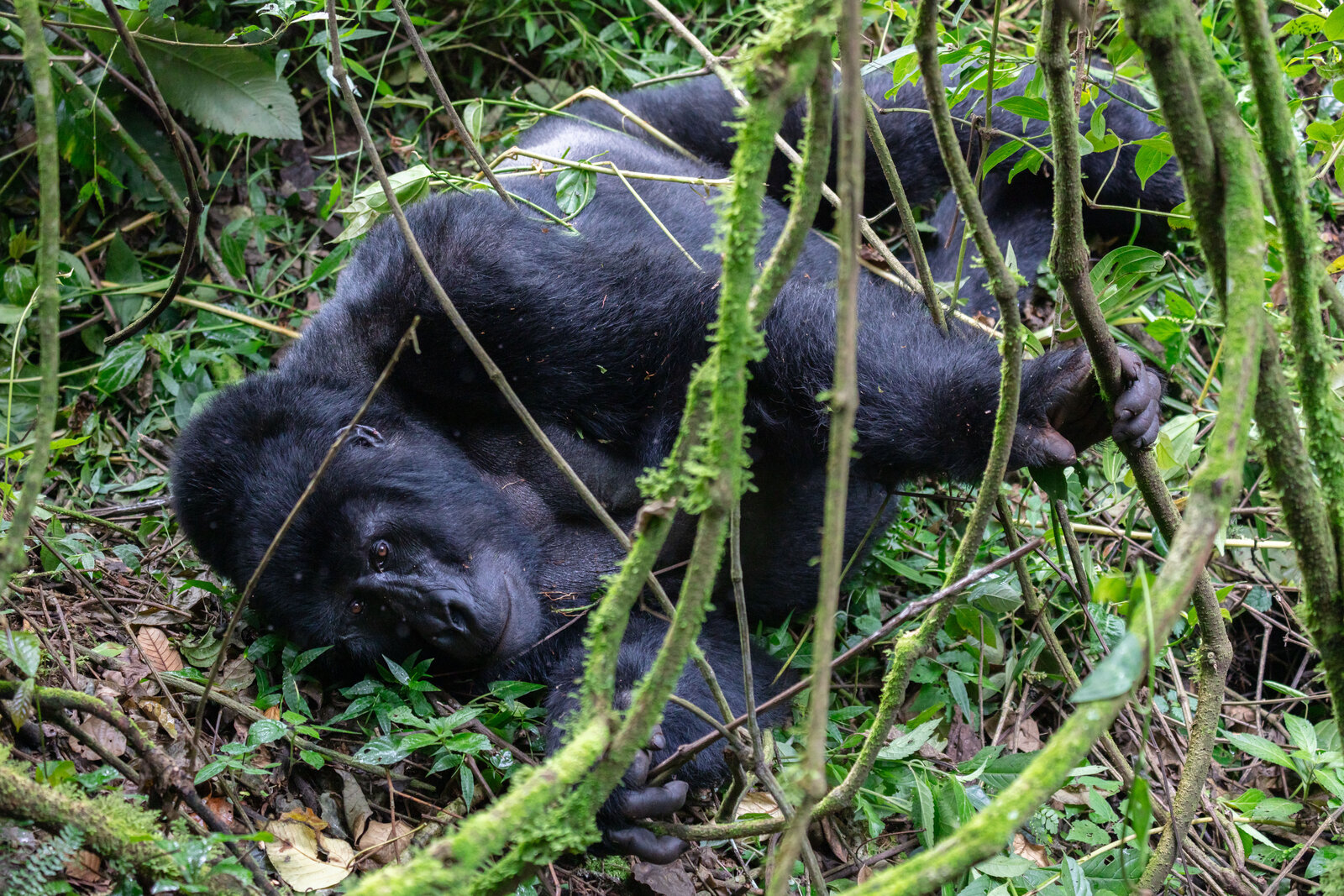 A wild mountain gorilla resting among the vegetation of Bwindi forest, Uganda