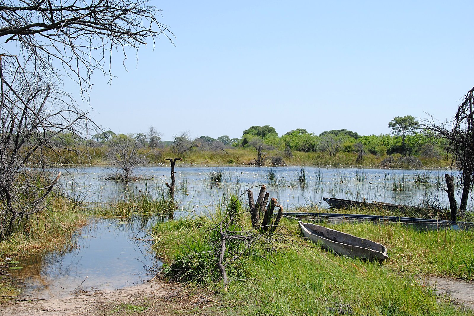 Mokoro dugout canoe on a still Okavango Delta channel