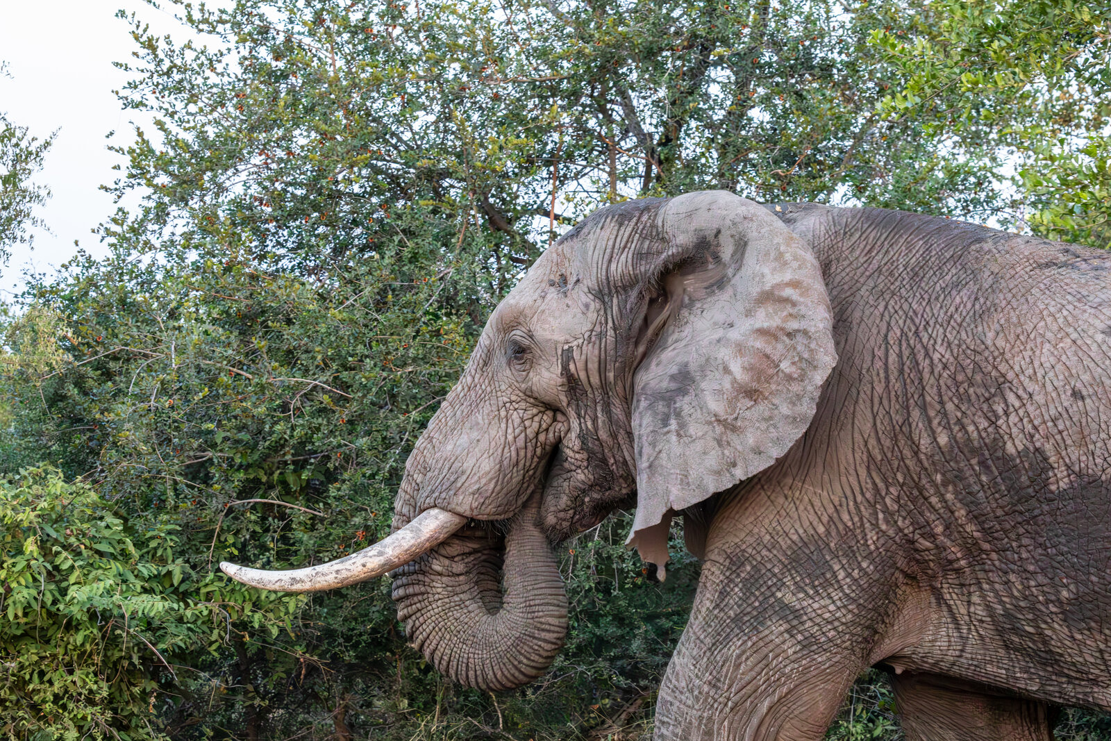 Chobe riverfront lodge — Botswana — Beyond Africa Safaris