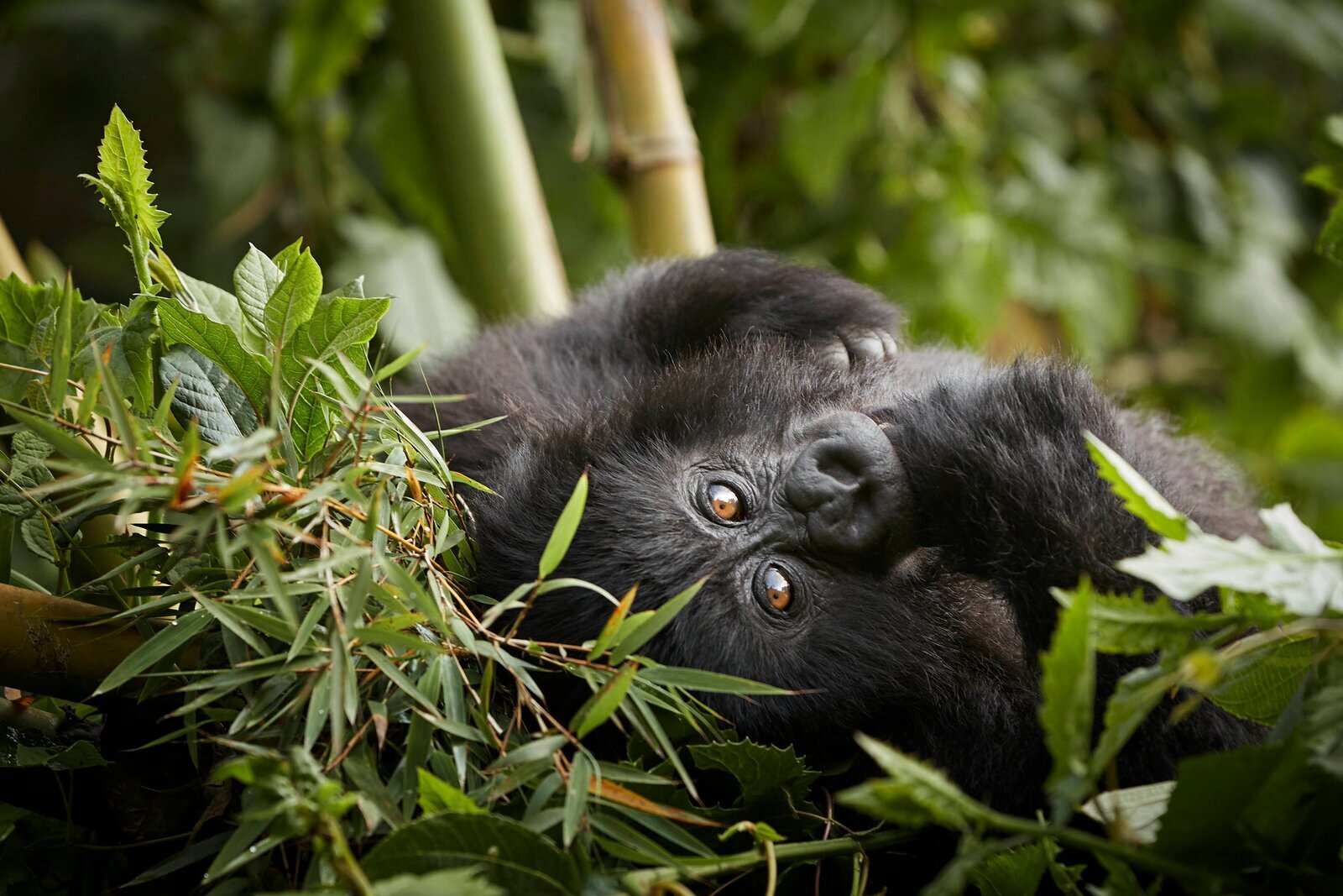 A mountain gorilla resting among bamboo in Bwindi Impenetrable Forest