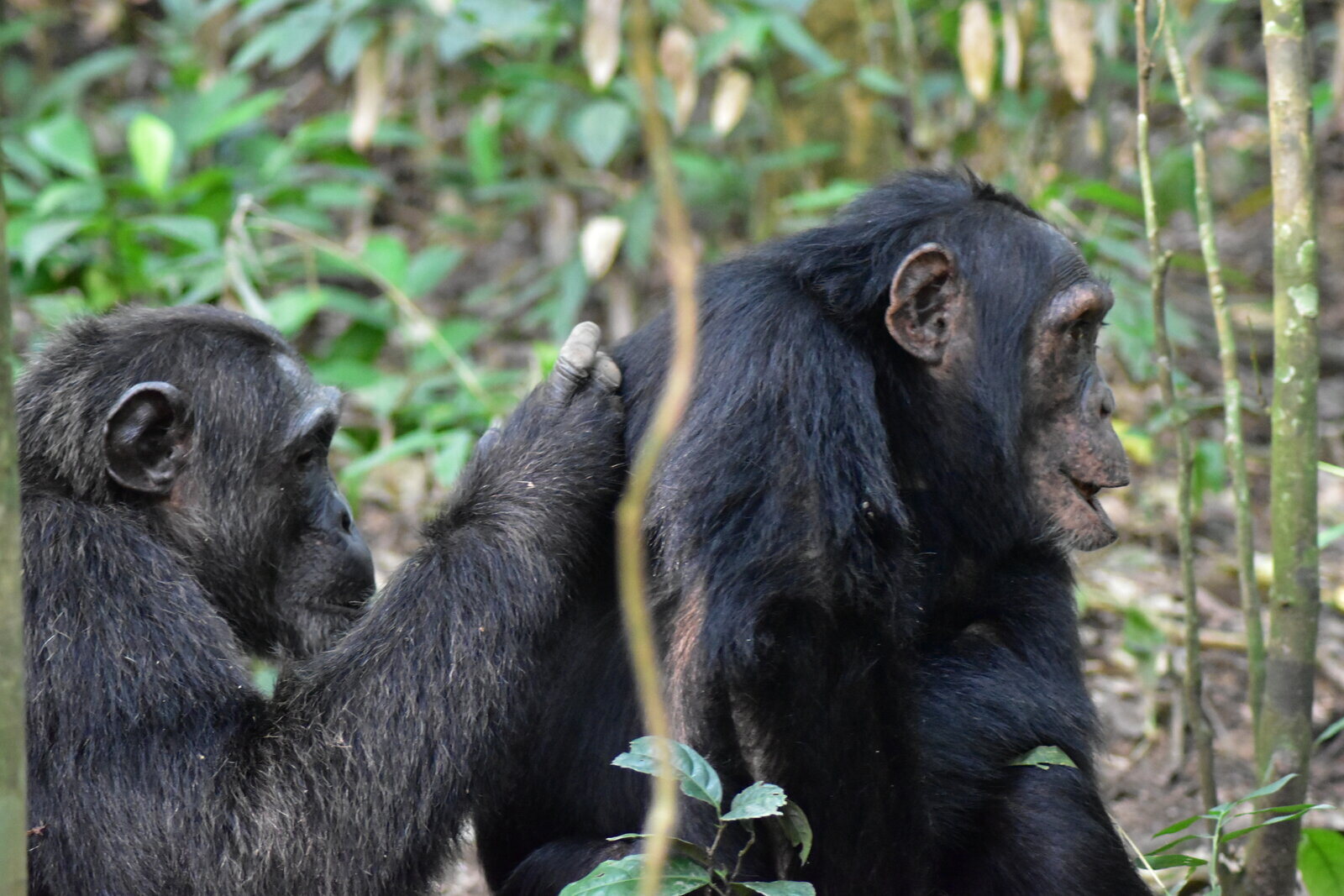 Chimpanzees in Kibale Forest National Park, Uganda