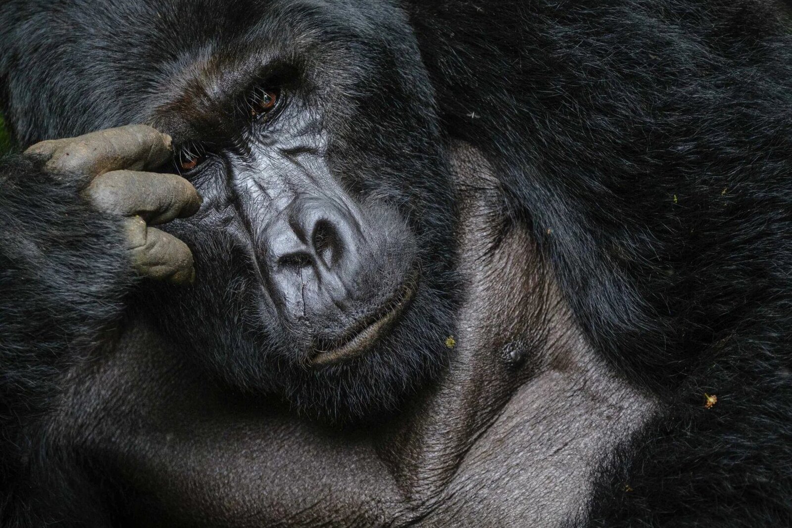 A mountain gorilla in the forest of Rwanda during a gorilla trek