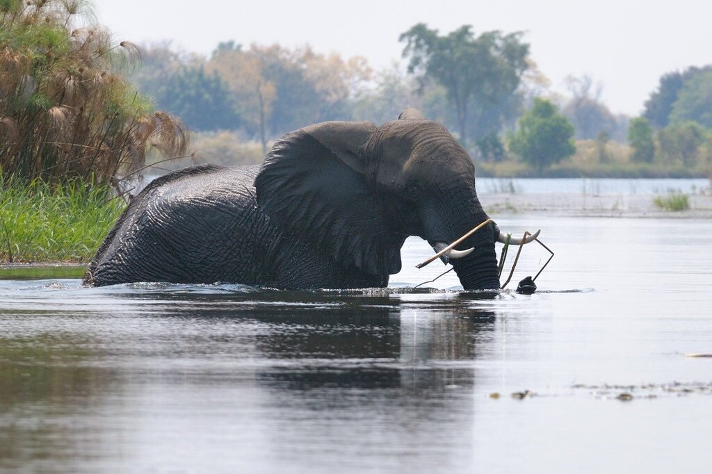 An elephant crossing the channels of the Okavango Delta