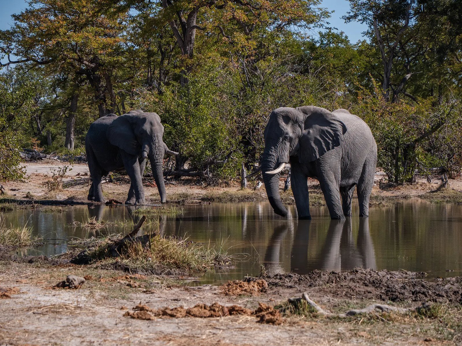 Wildlife on the floodplains of Moremi Game Reserve