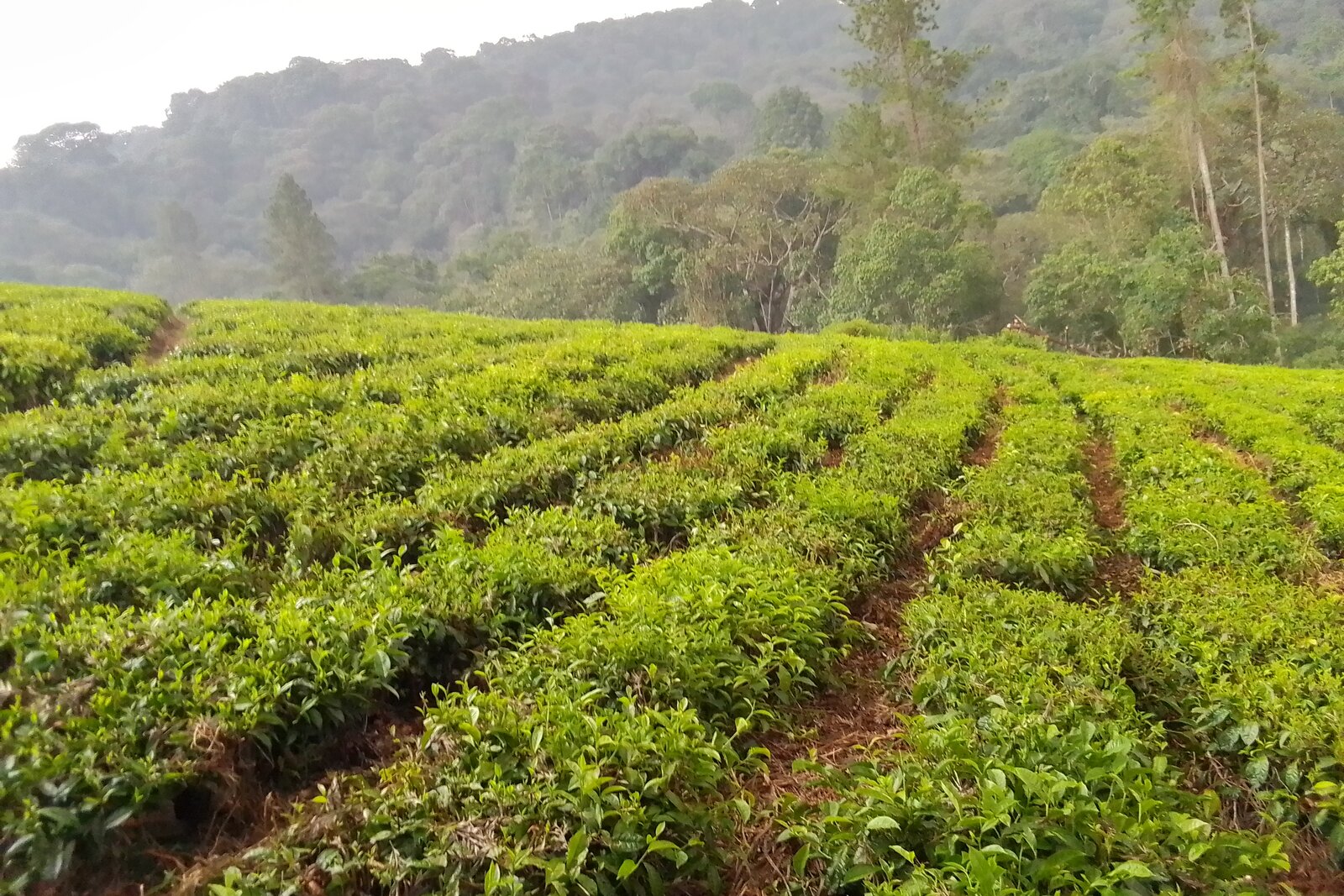 Teza Tea Plantations