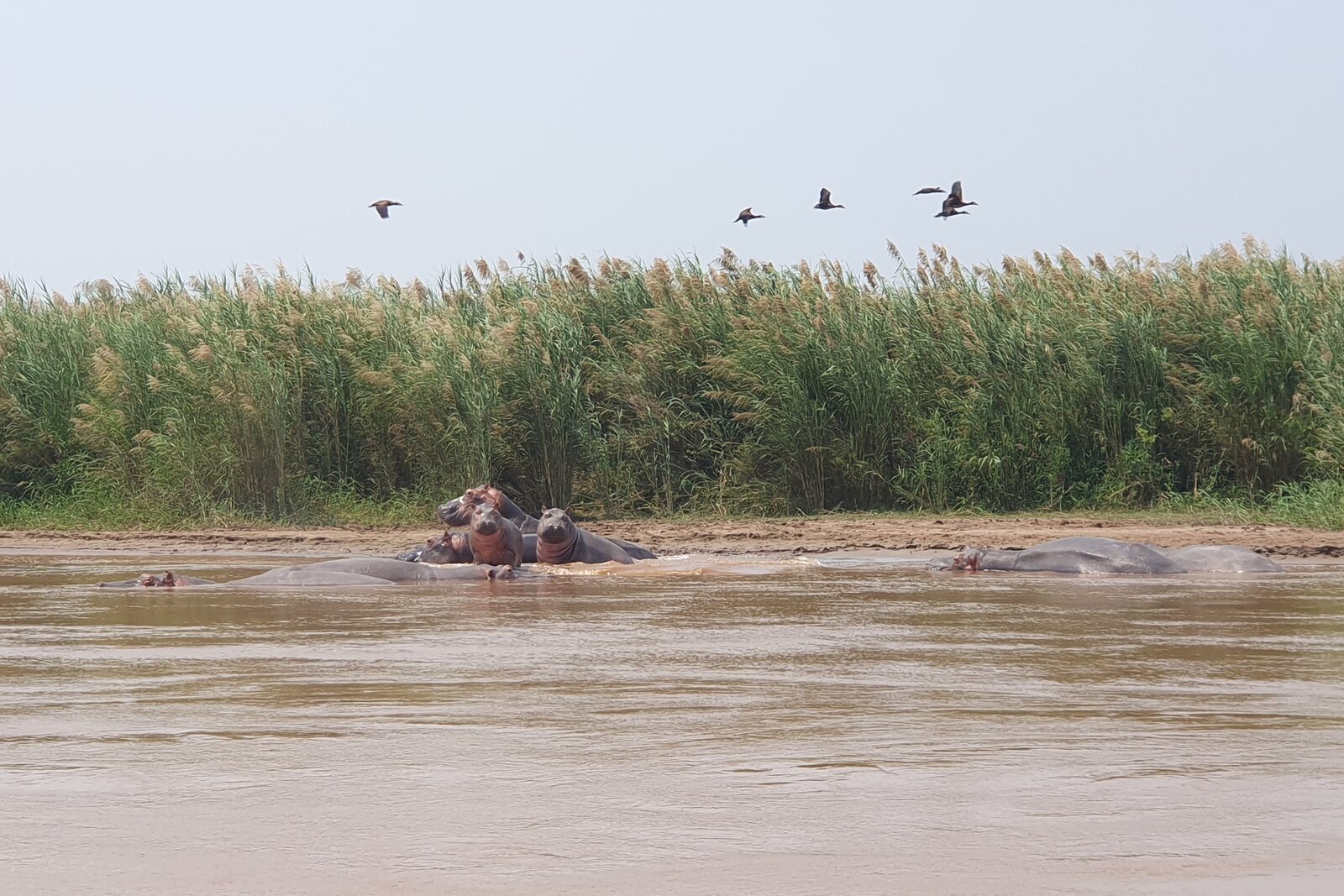 Hippos in the Rusizi delta near Bujumbura, Burundi