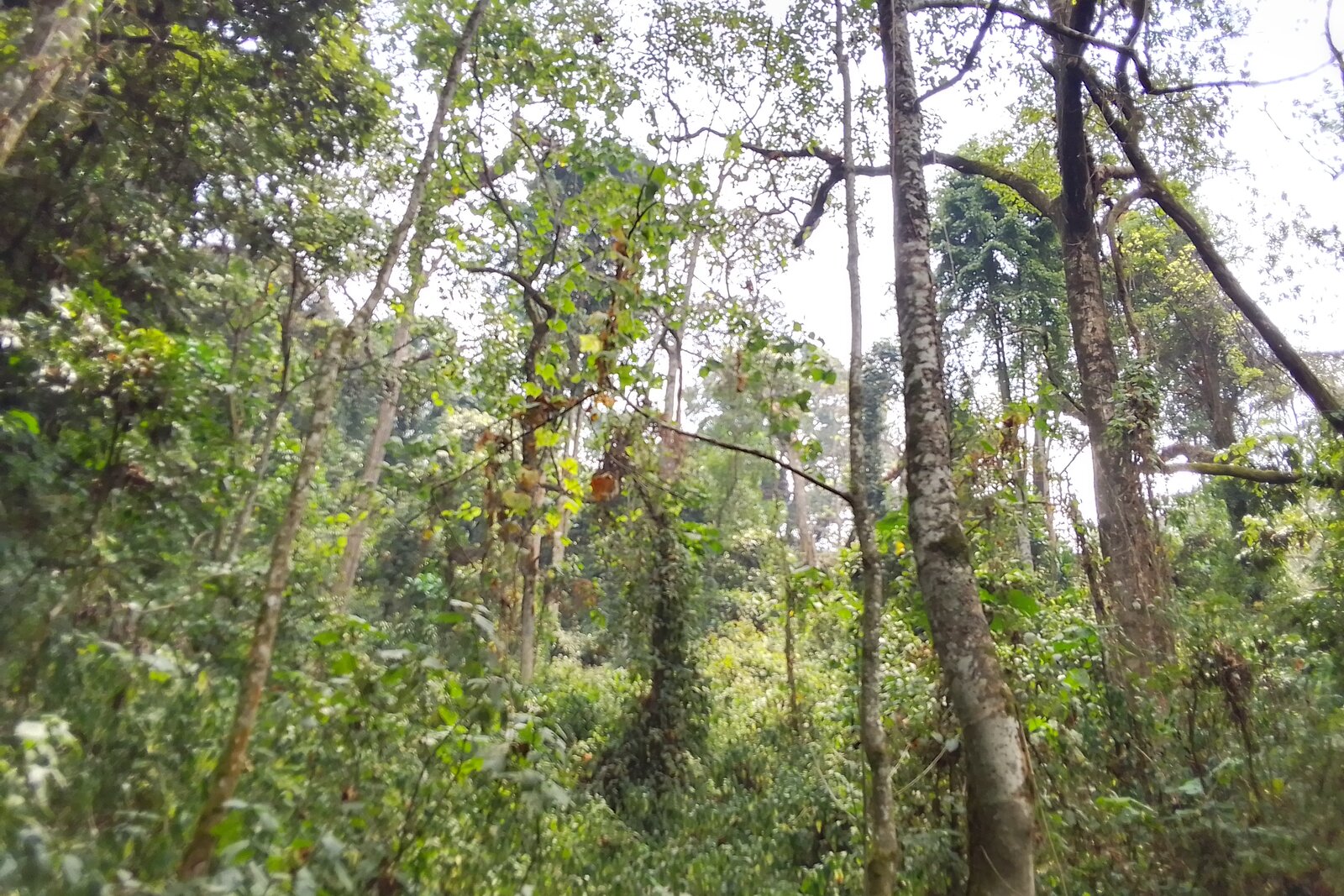 Misty montane rainforest of Kibira National Park, Burundi