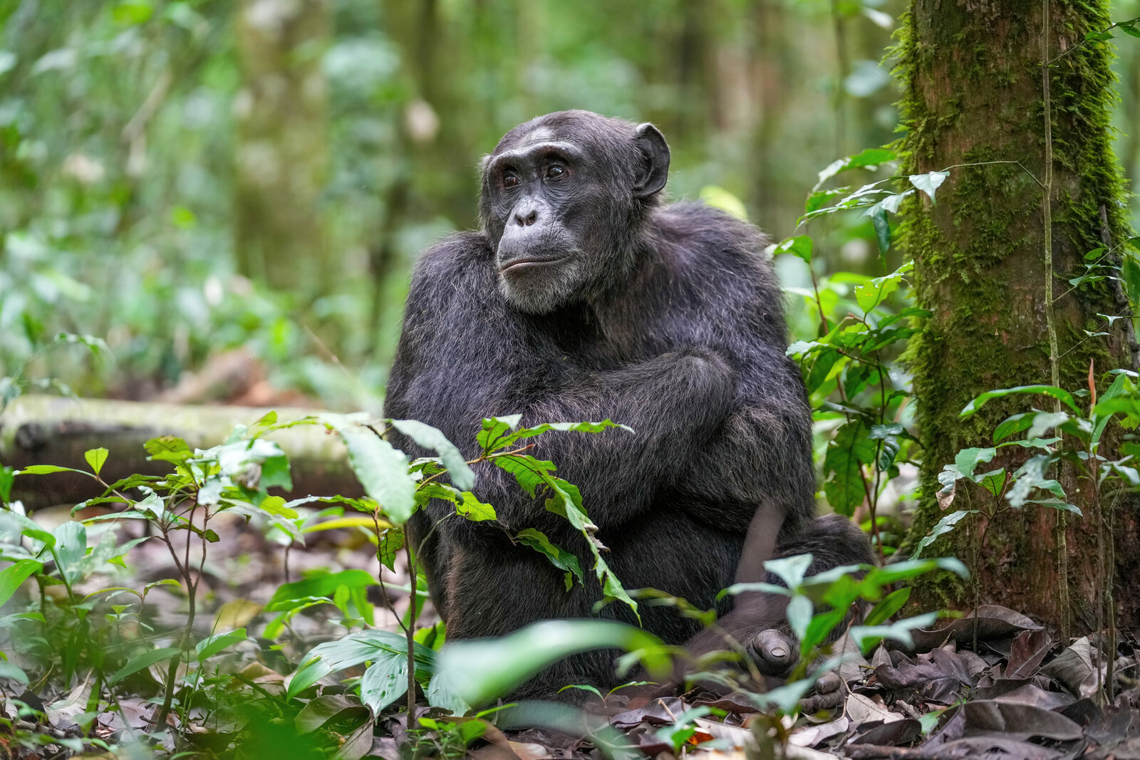 Wild chimpanzee in the forest of northwestern Burundi
