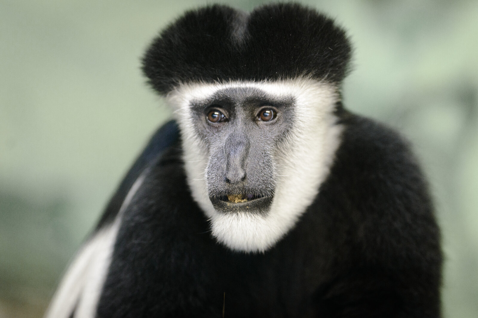 Black-and-white colobus monkey in Burundi's forests