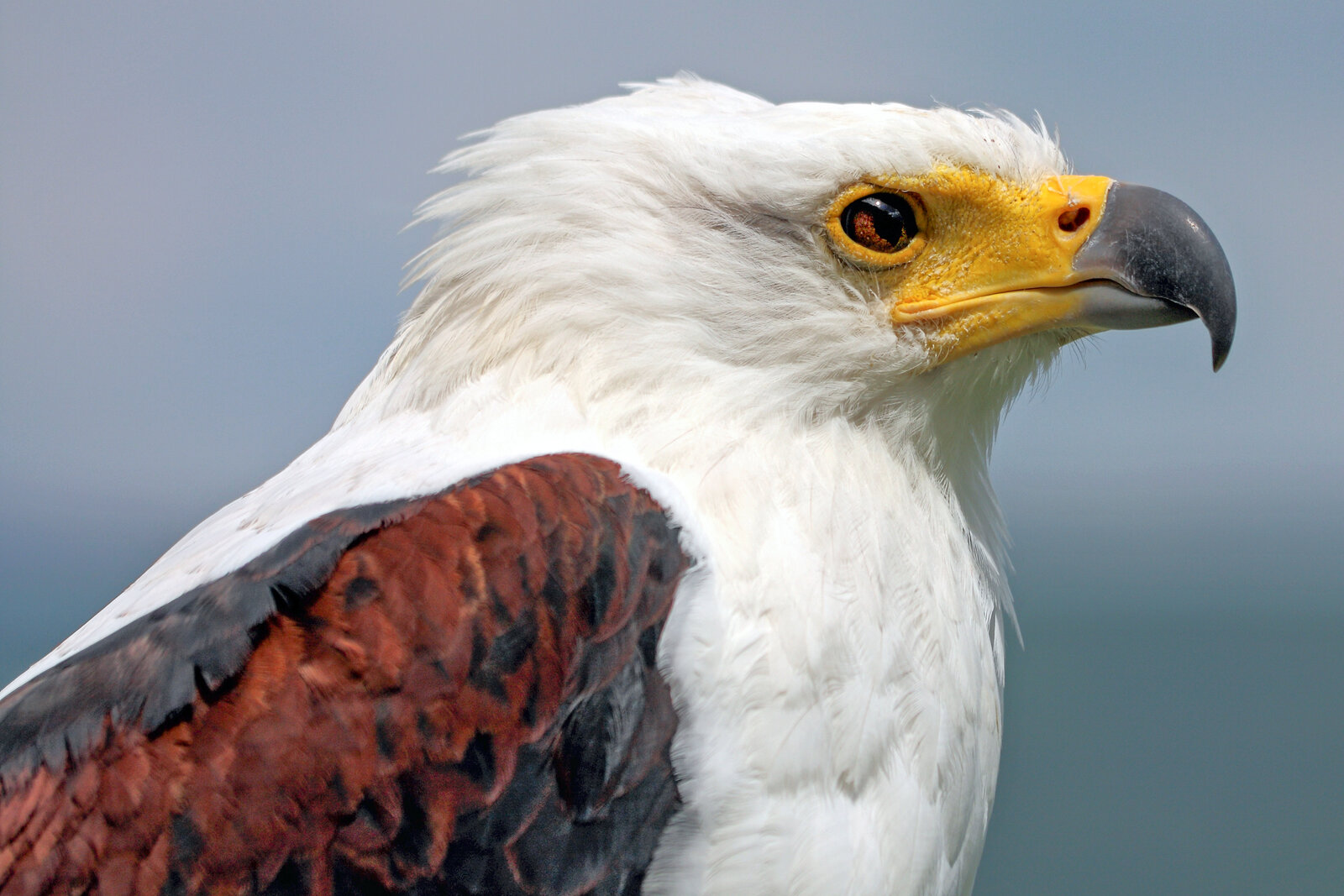 African fish eagle on the shores of Lake Tanganyika, Burundi