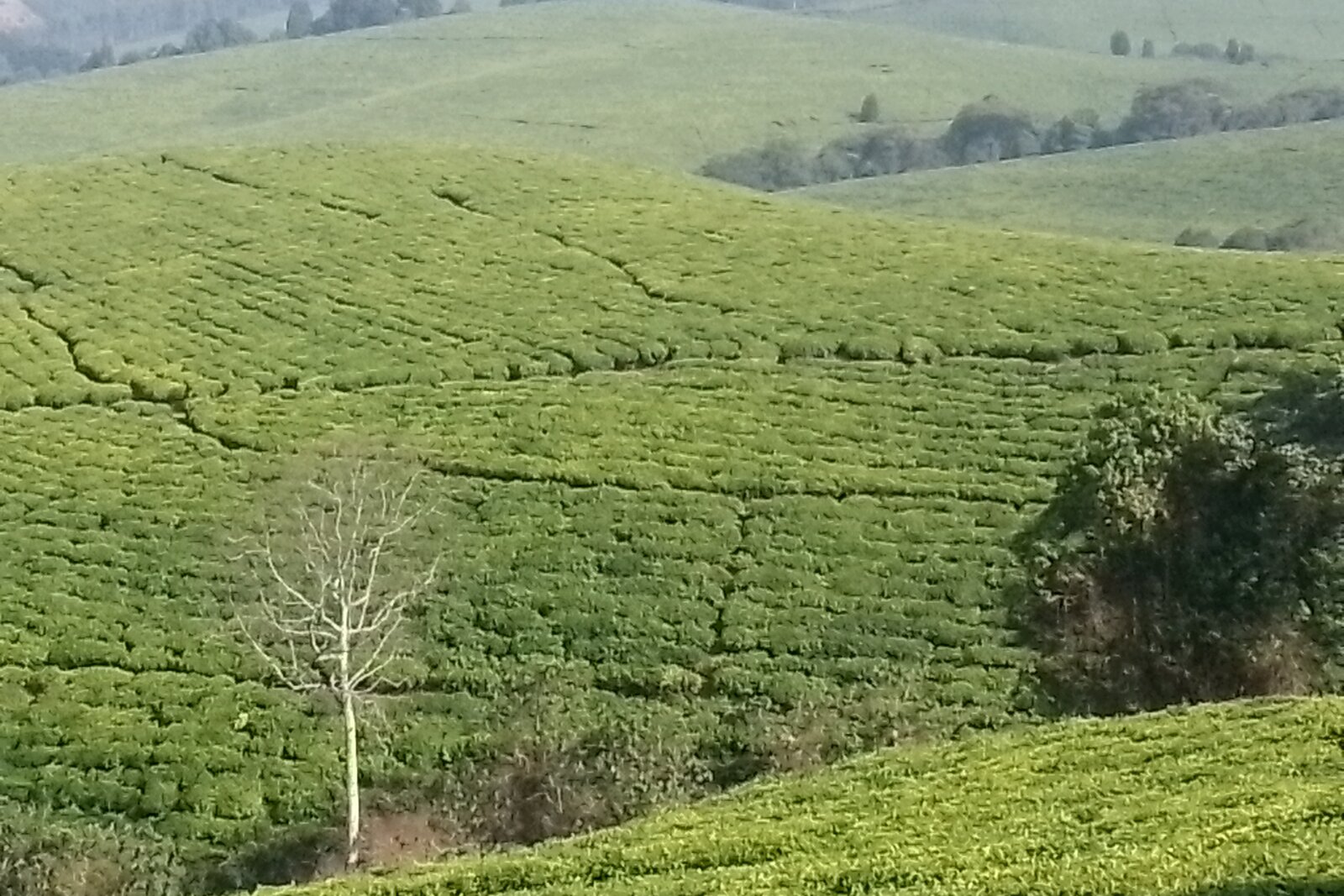 Highland tea plantations rolling over Burundi's thousand hills