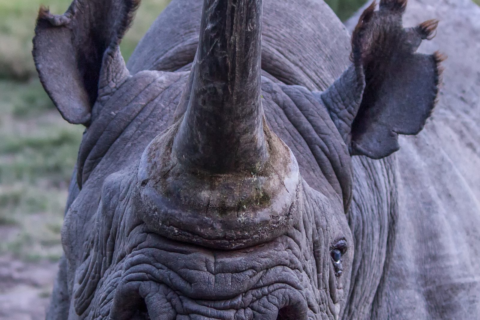 A white rhino grazing on open grassland in Eswatini