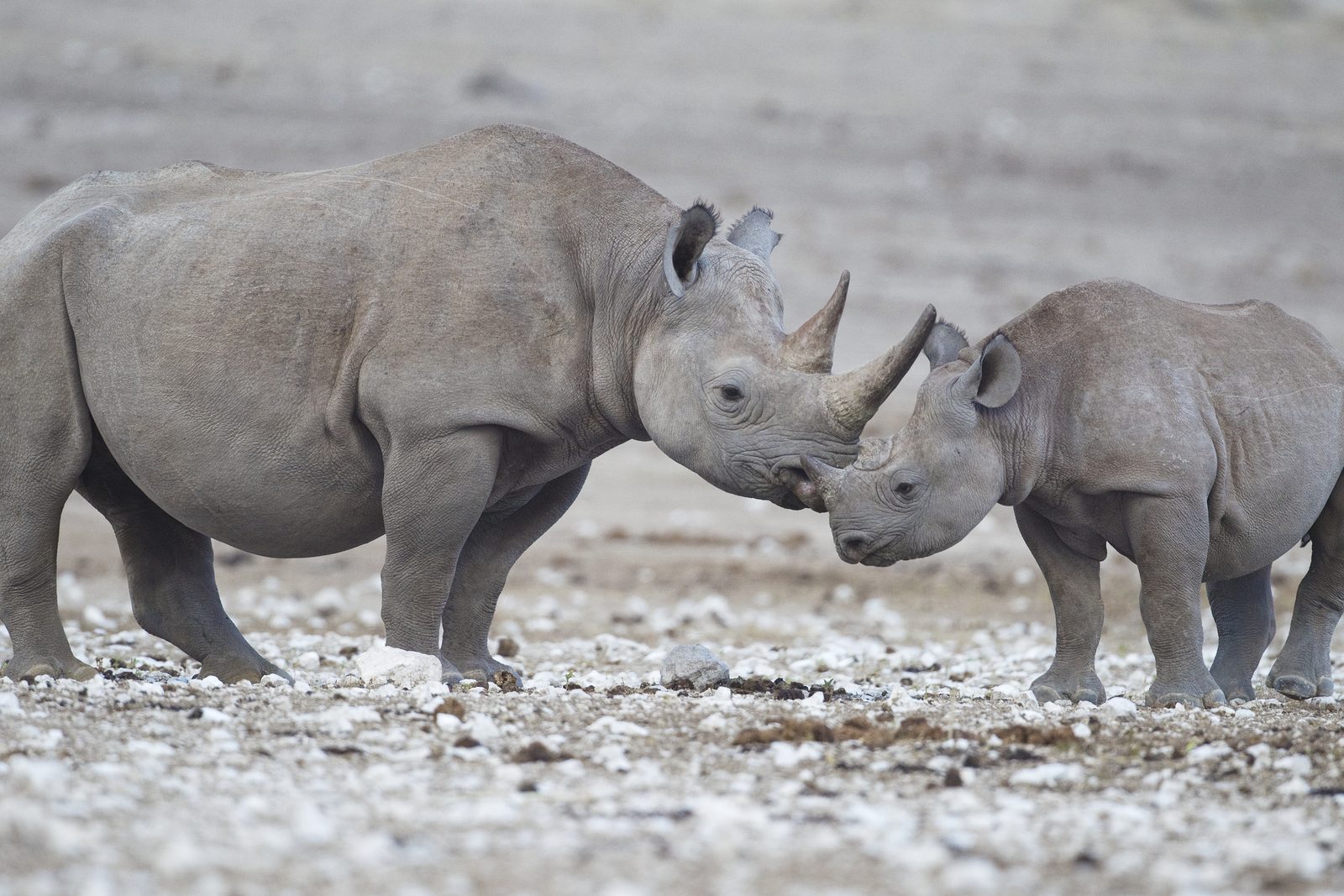 Black rhino at Mkhaya Game Reserve, Eswatini