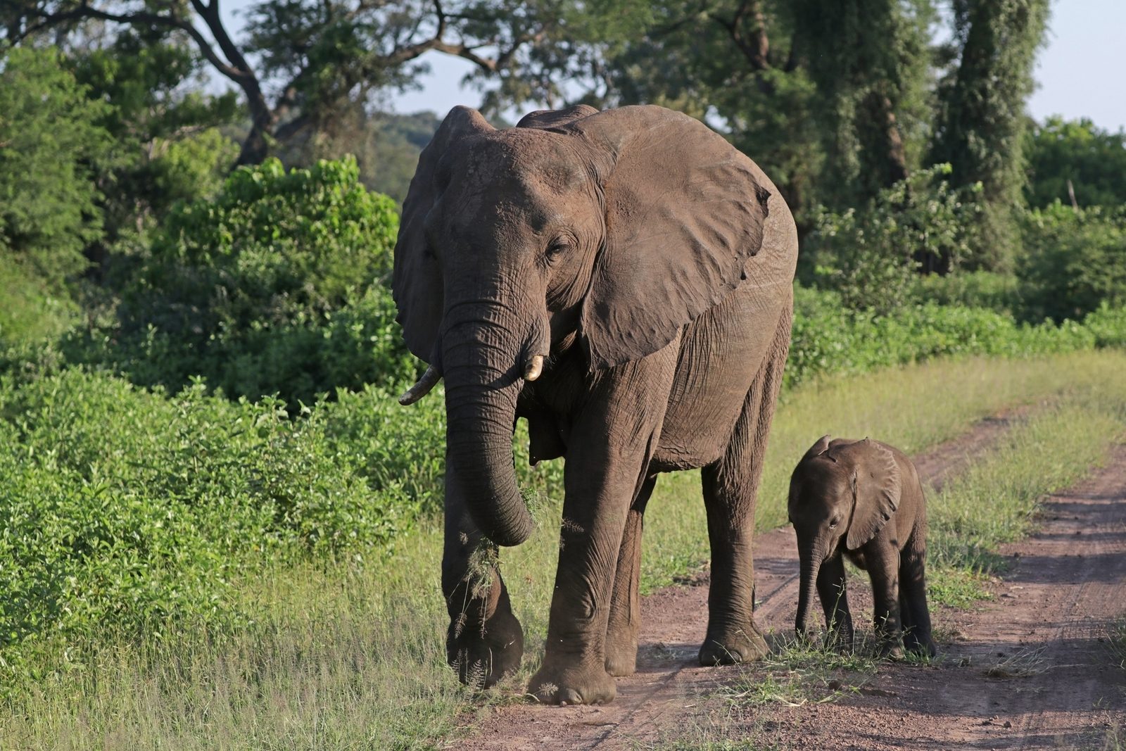 Elephant at Hlane Royal National Park, Eswatini