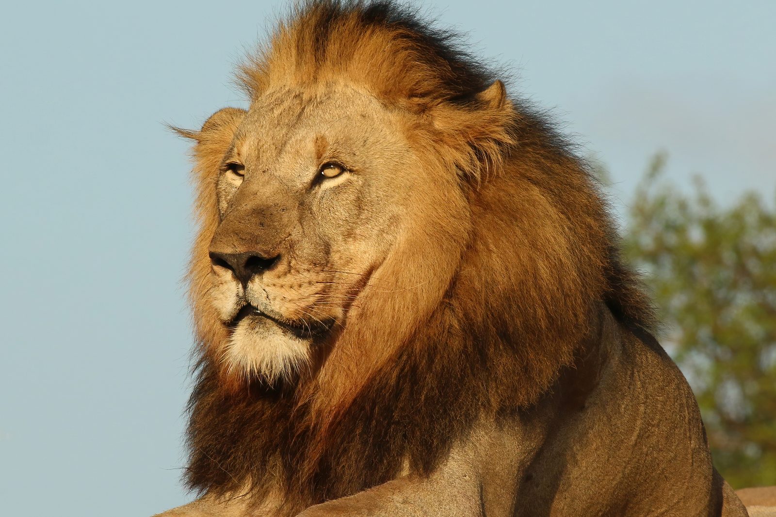Lion at Hlane Royal National Park, Eswatini