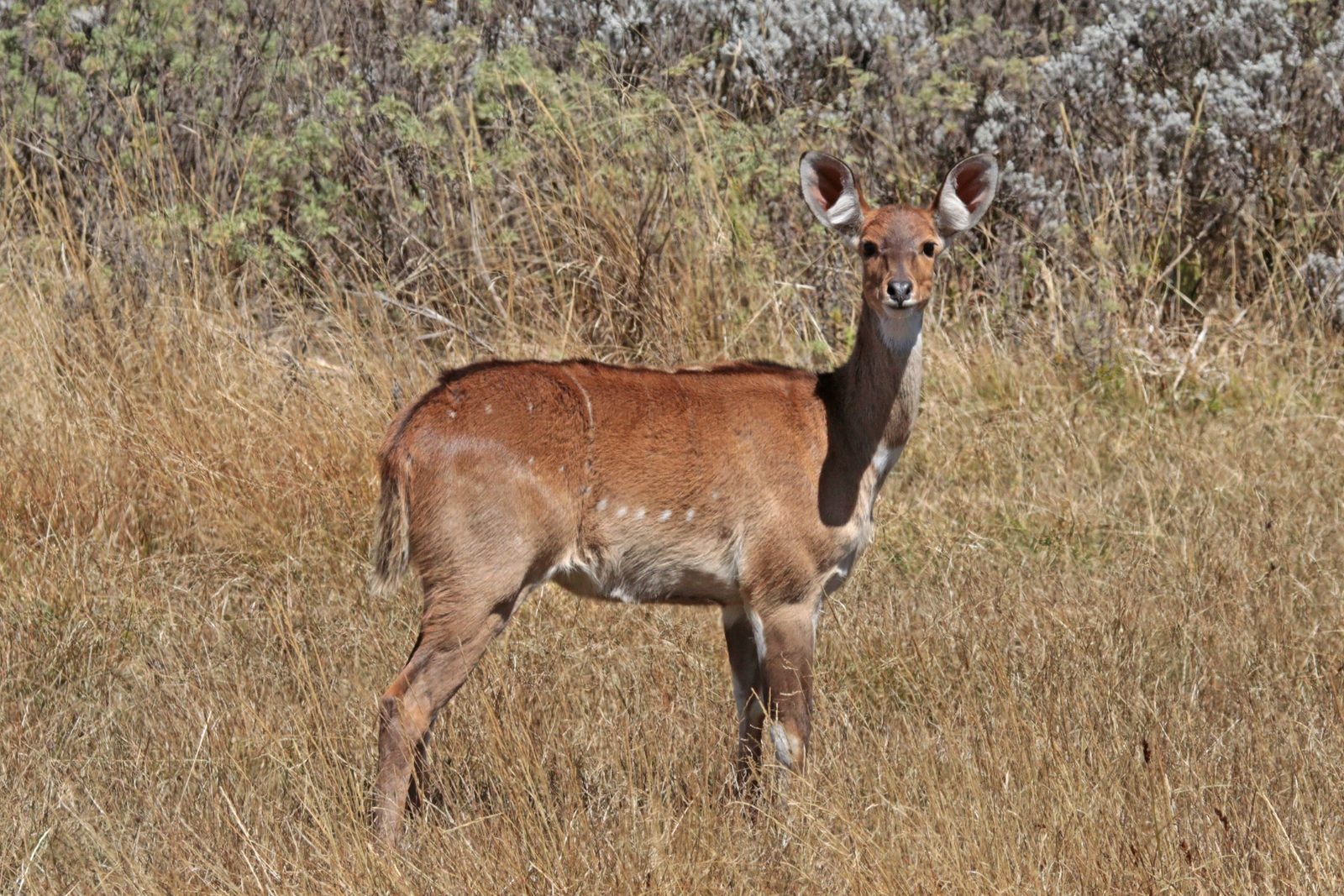 Nyala antelope at Mkhaya, Eswatini