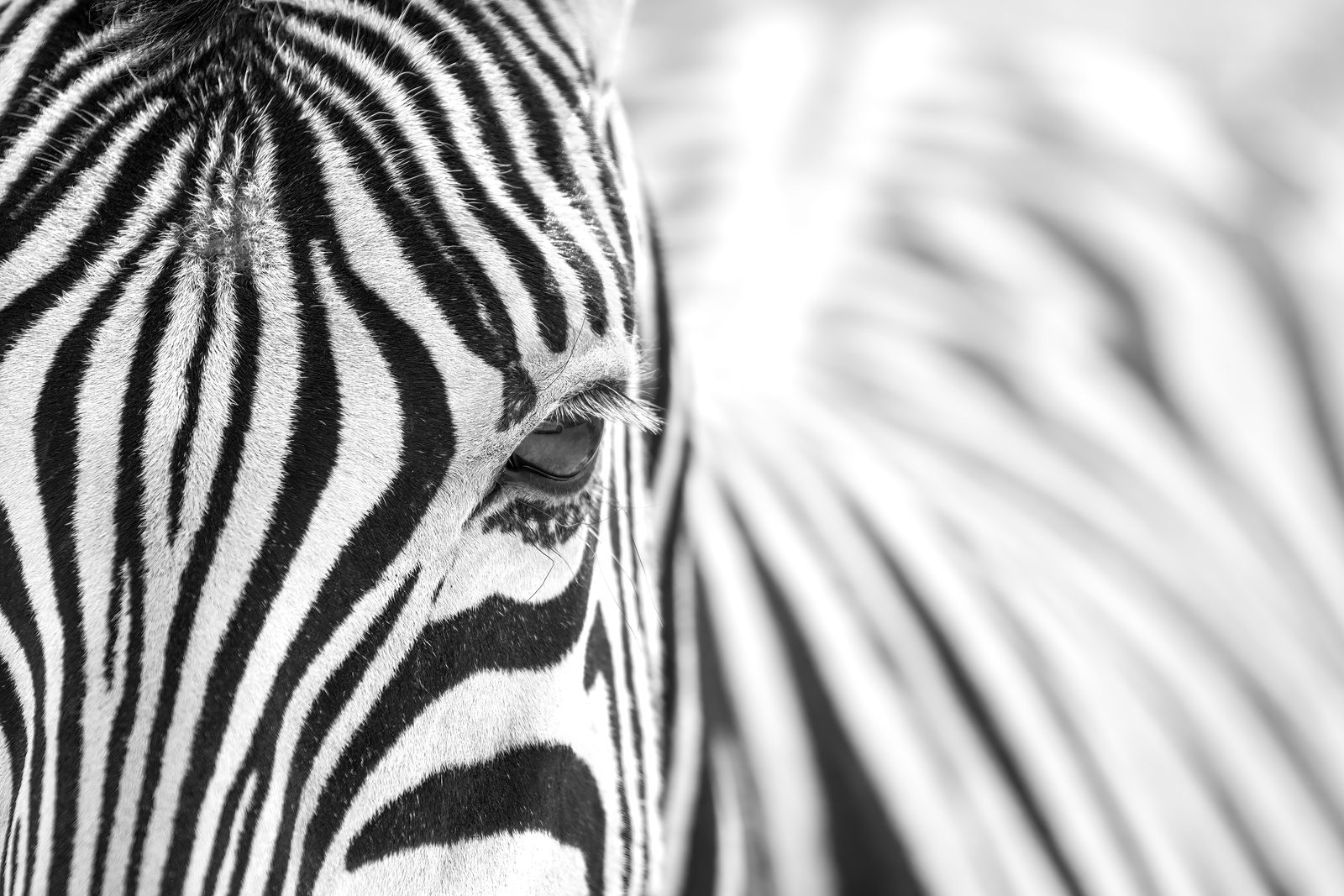 Zebra at Mlilwane Wildlife Sanctuary, Eswatini