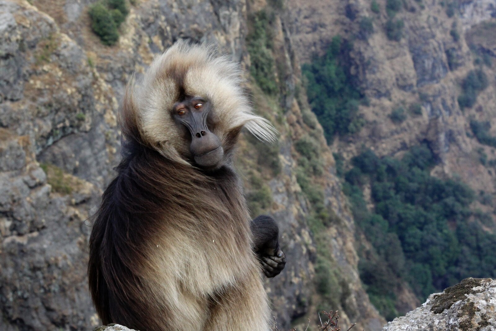 Gelada monkey on the Simien escarpment, Ethiopia