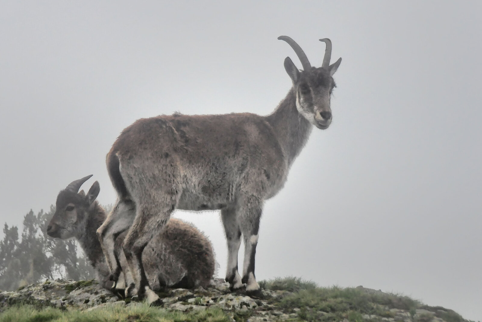 Walia ibex in the Simien Mountains, Ethiopia