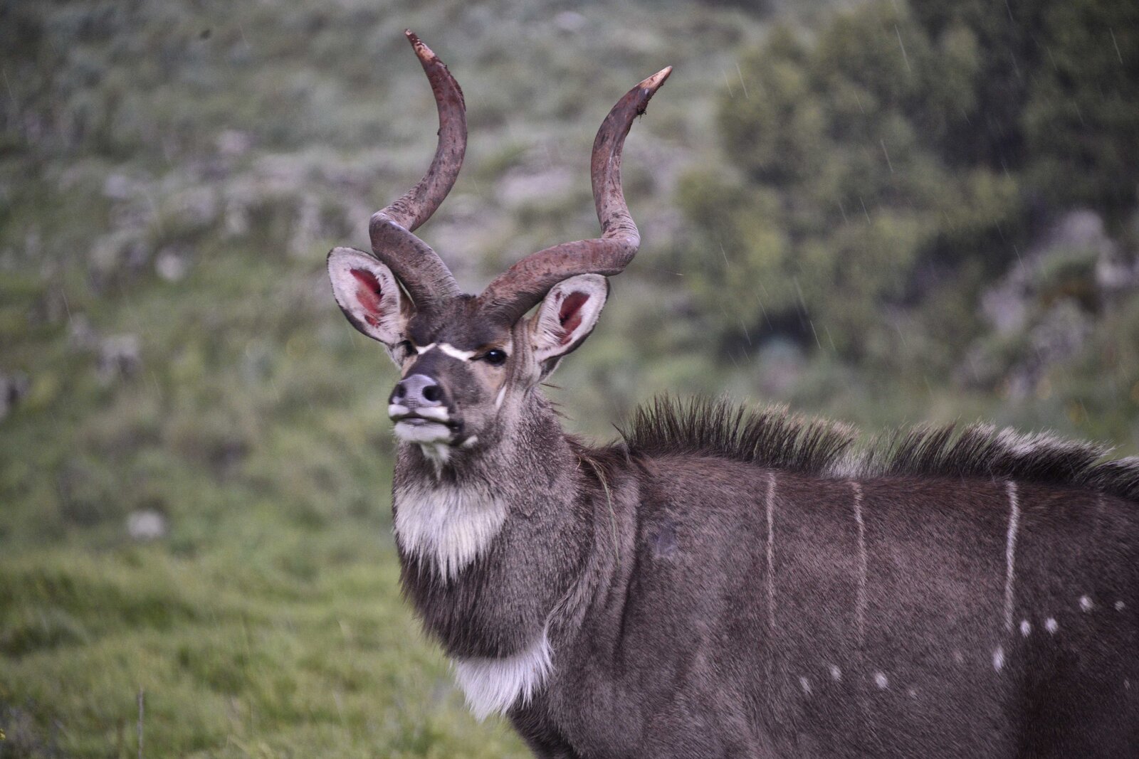 Mountain nyala male in the Bale Mountains, Ethiopia