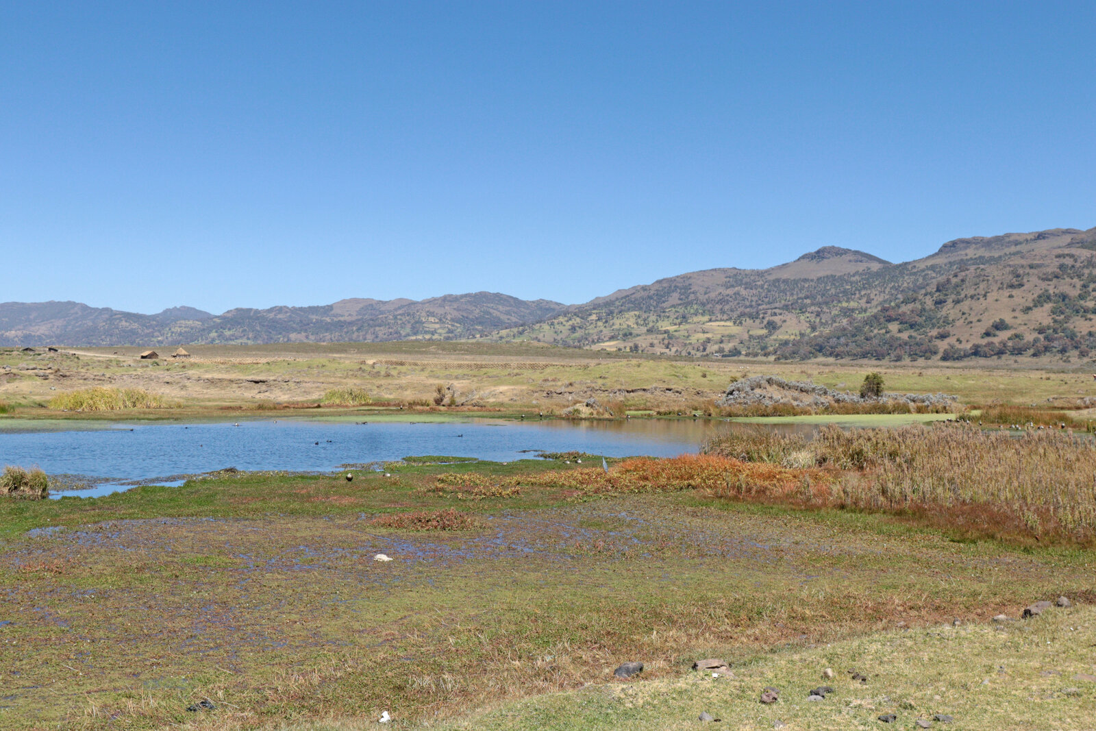 The Afro-alpine Sanetti Plateau in the Bale Mountains, Ethiopia