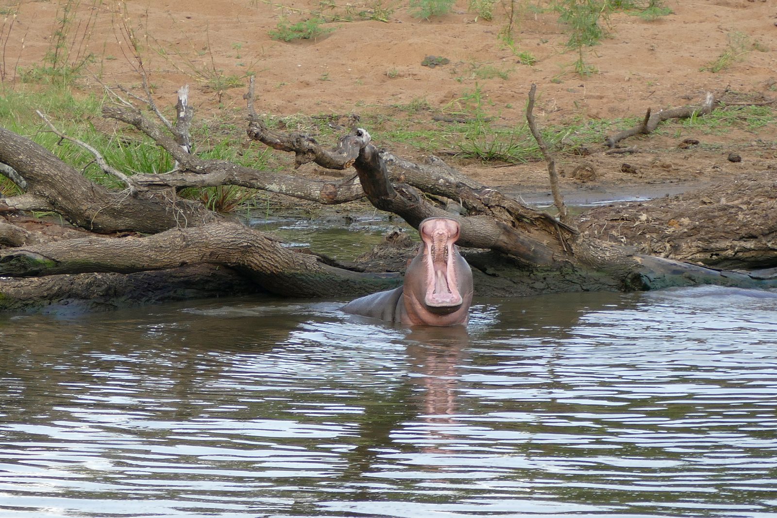 Hippopotamus in the ocean surf at Loango, Gabon