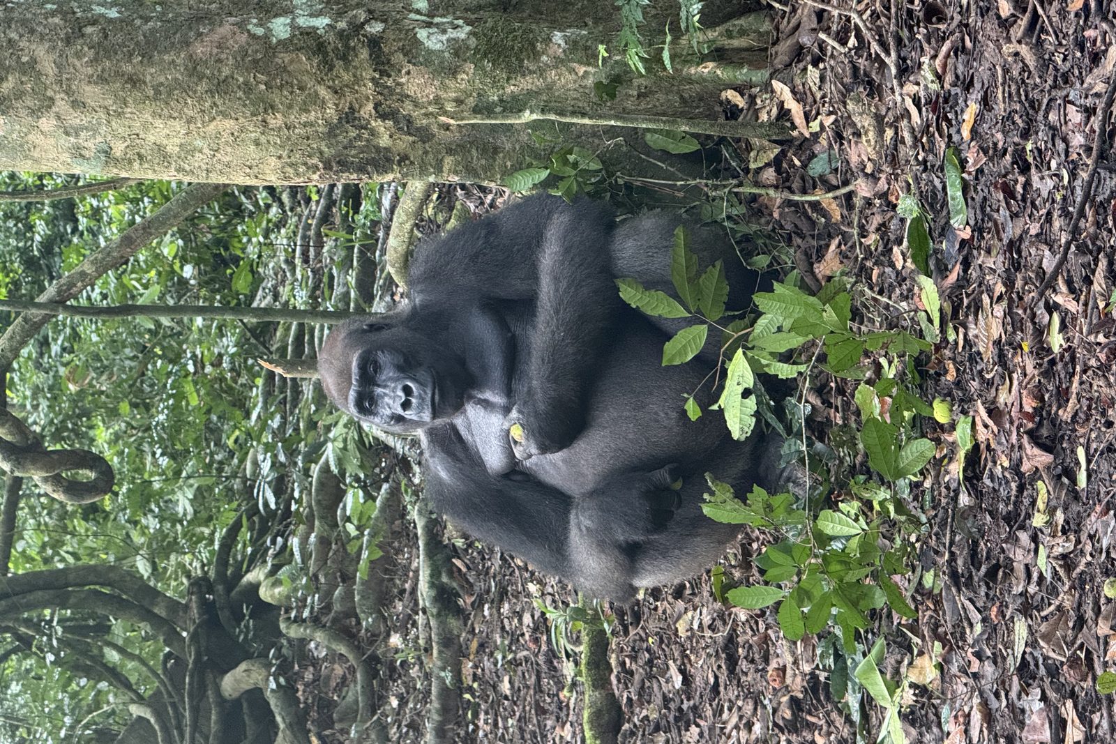 Western lowland gorilla in the rainforest of Gabon
