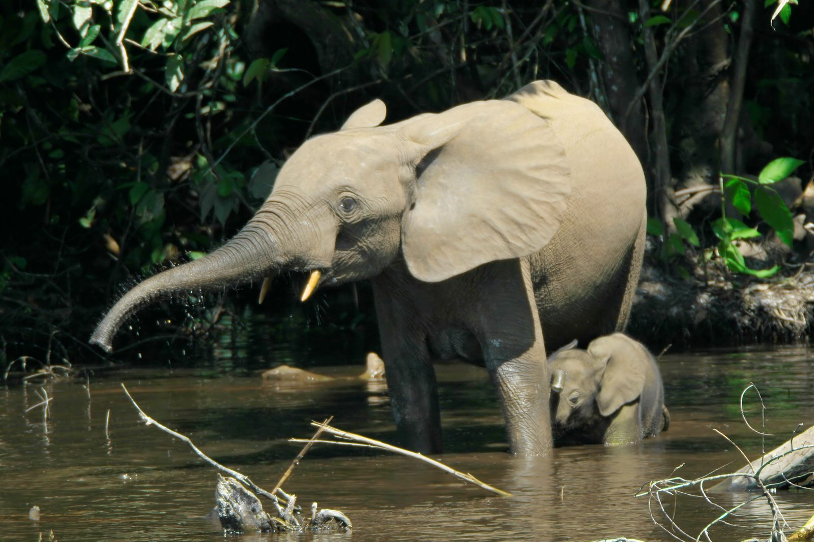 Equatorial rainforest and river in Gabon
