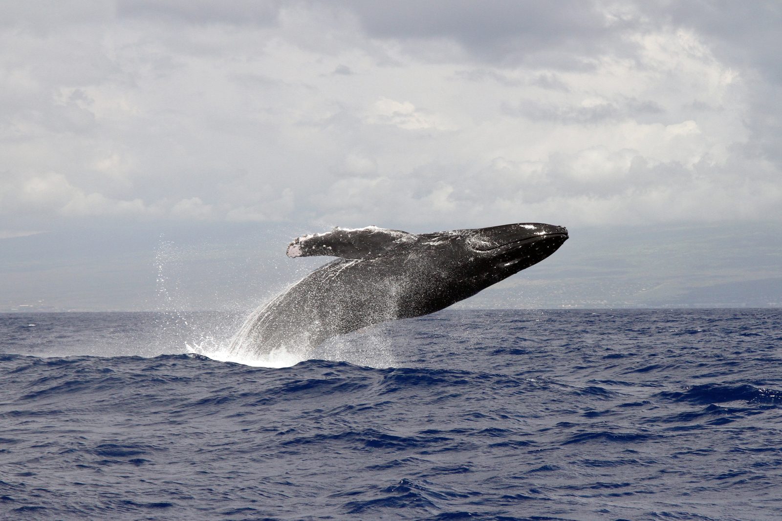 Humpback whale breaching off the coast of Gabon