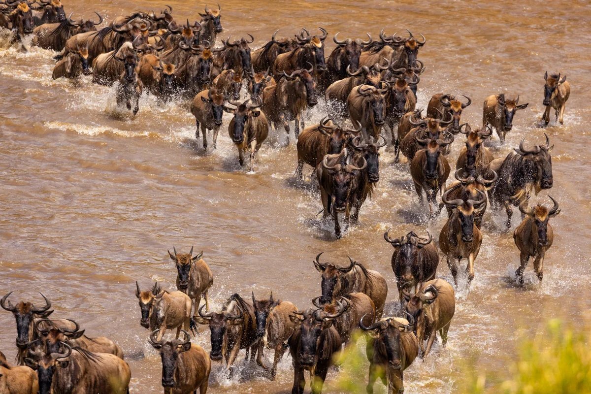 Wildebeest crossing the Mara River during the Great Migration