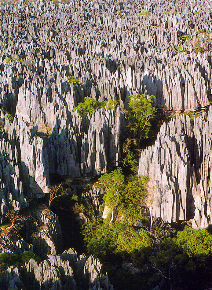 The razor-sharp limestone pinnacles of Tsingy de Bemaraha with walkways between the spires