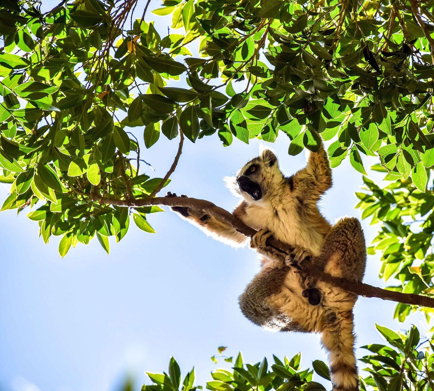 A ring-tailed lemur basking in the morning sun in southern Madagascar