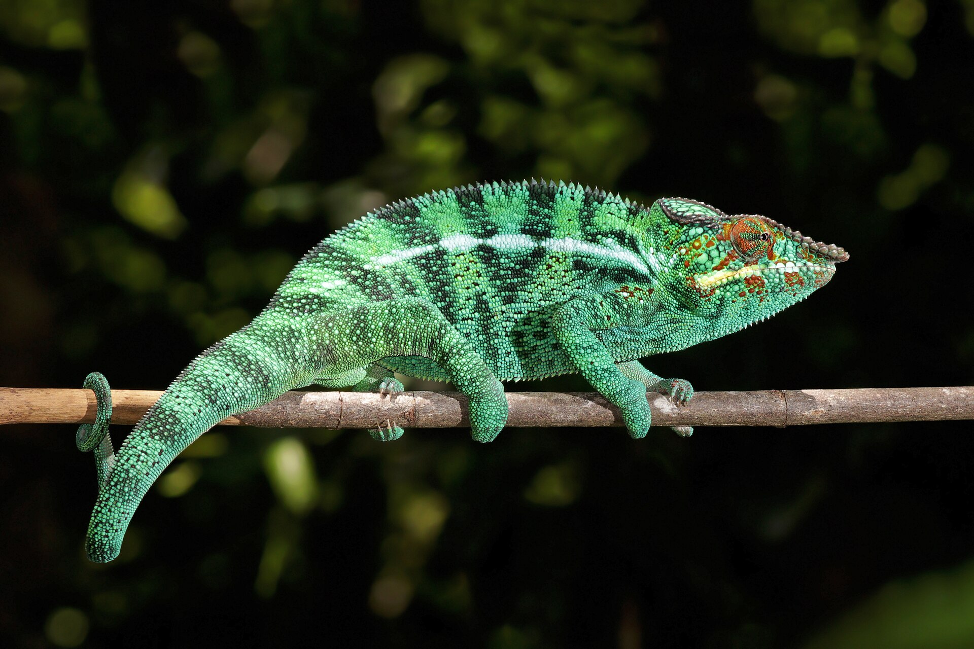 A vividly coloured panther chameleon on a branch in northern Madagascar