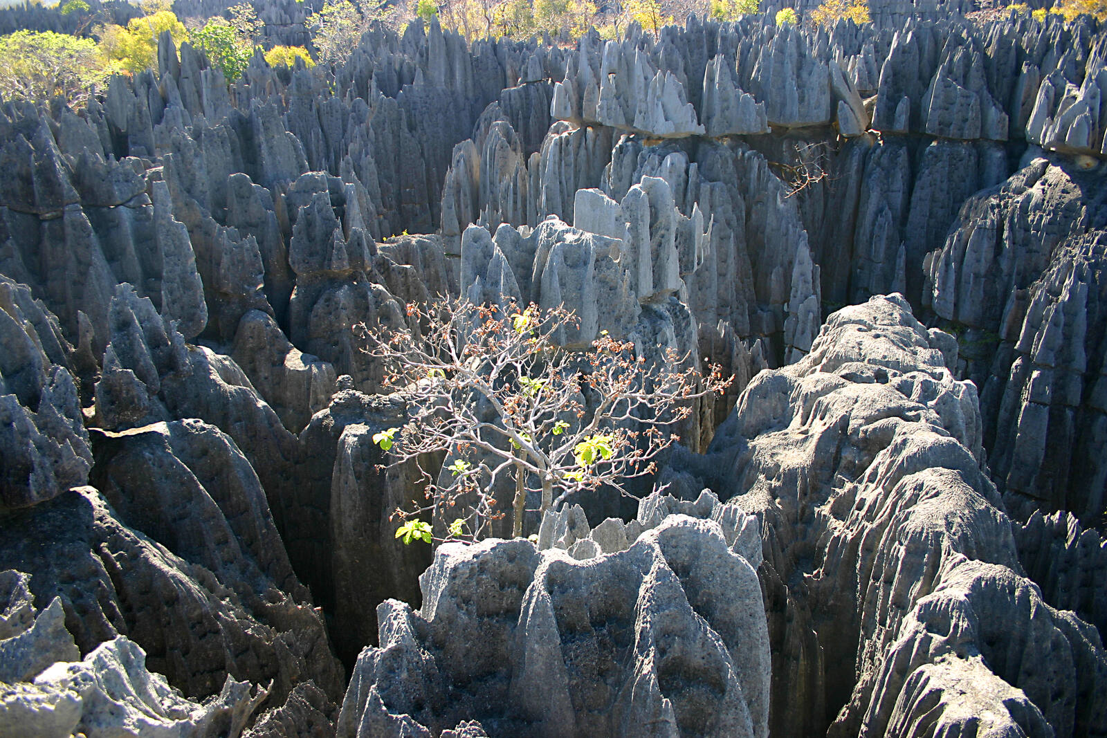 The vast limestone landscape of Tsingy de Bemaraha under a clear sky