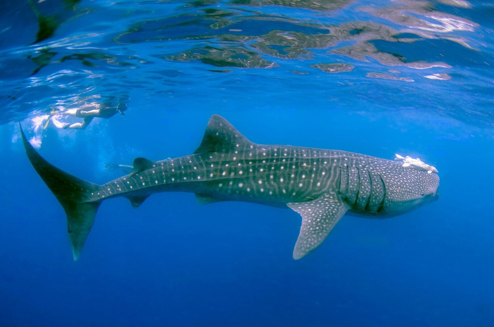 Whale shark encounter, Tofo Beach, Mozambique