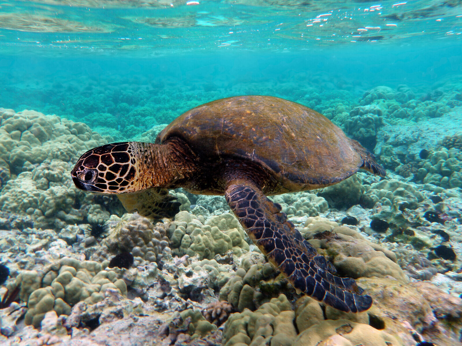 Sea turtle swimming, Mozambique coral reef
