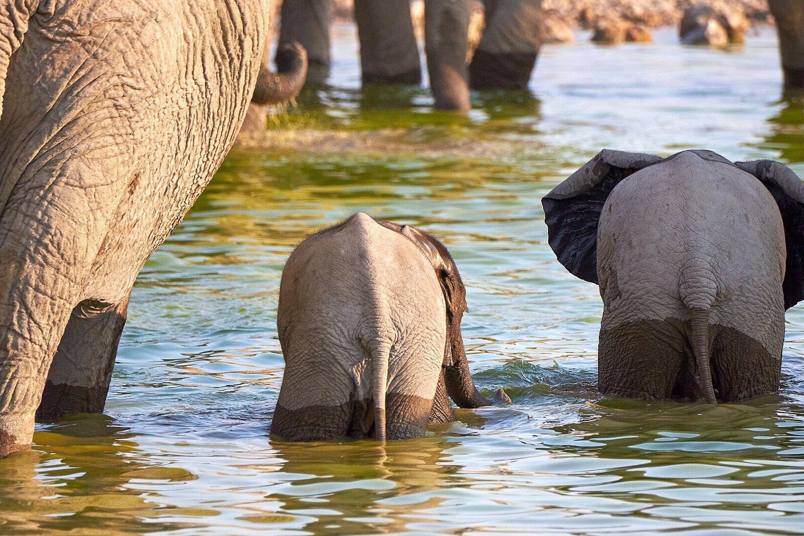 Elephants at a waterhole in Etosha National Park