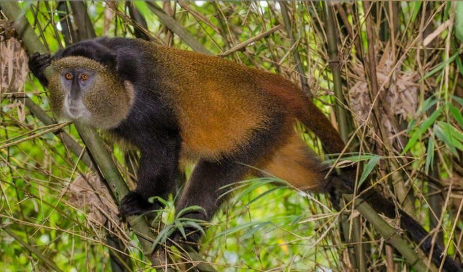 A golden monkey in the bamboo forest of Volcanoes National Park