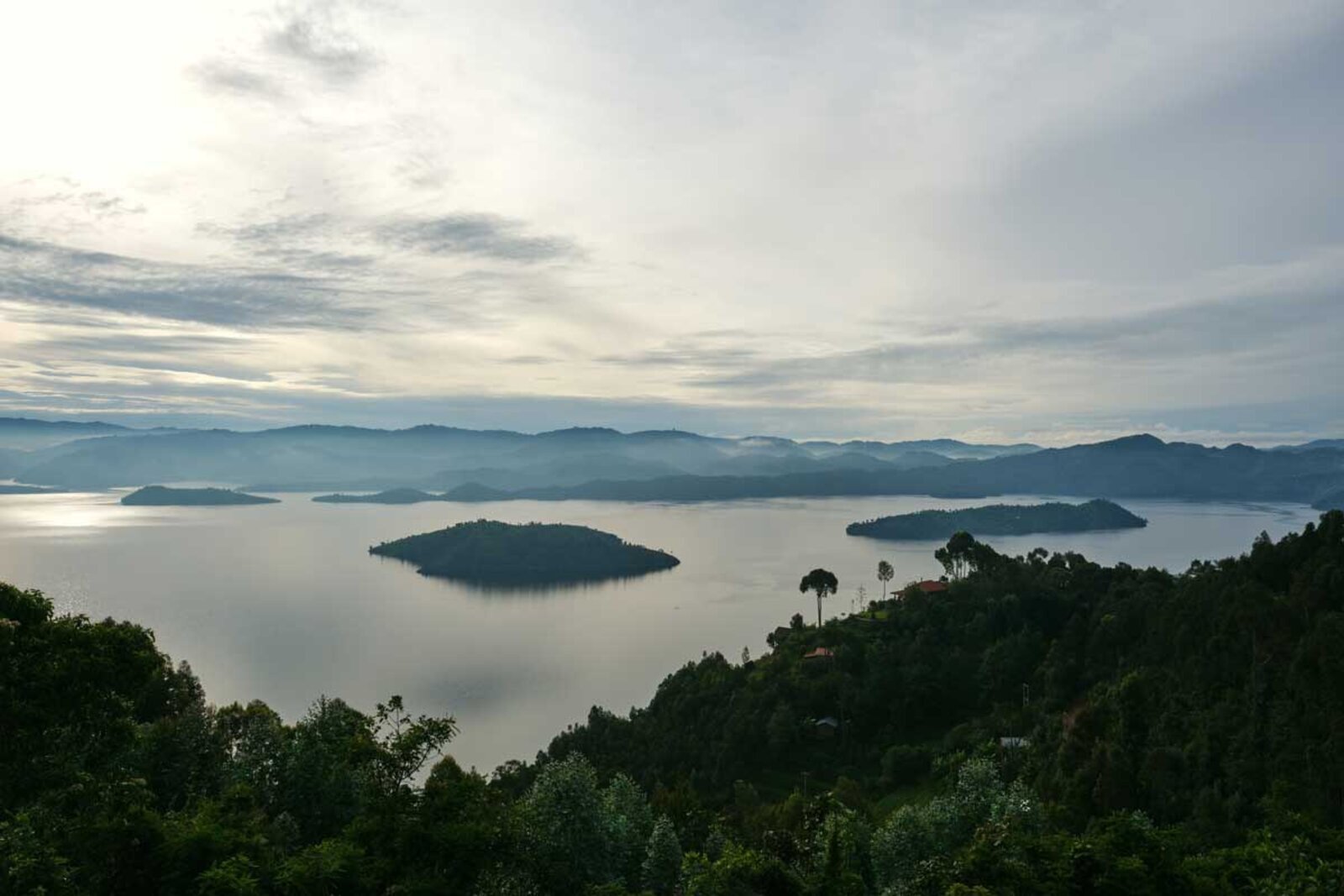 The dense canopy of Nyungwe Forest National Park